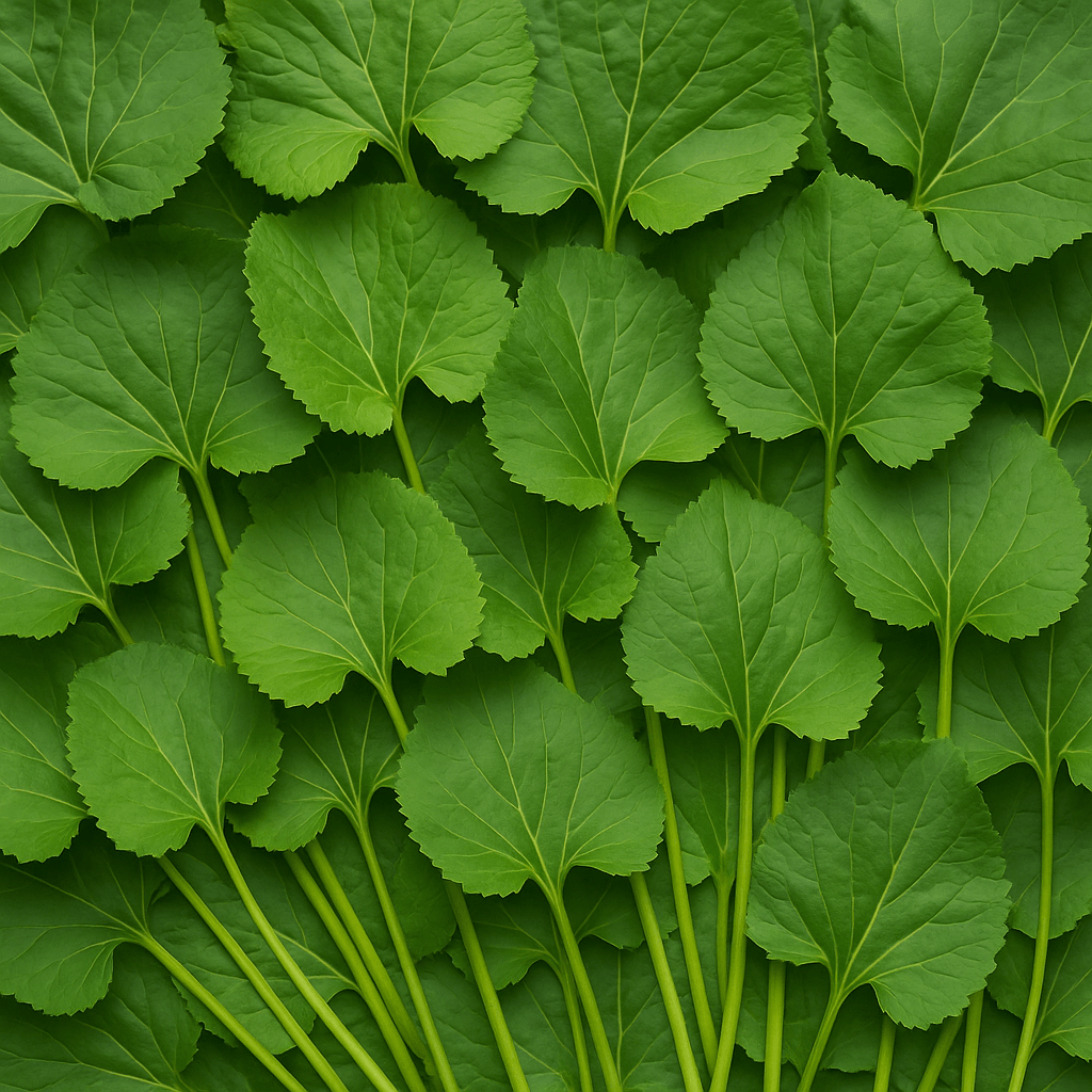 6시내고향 곰취 충북 괴산 산지 직송 구매방법 안내