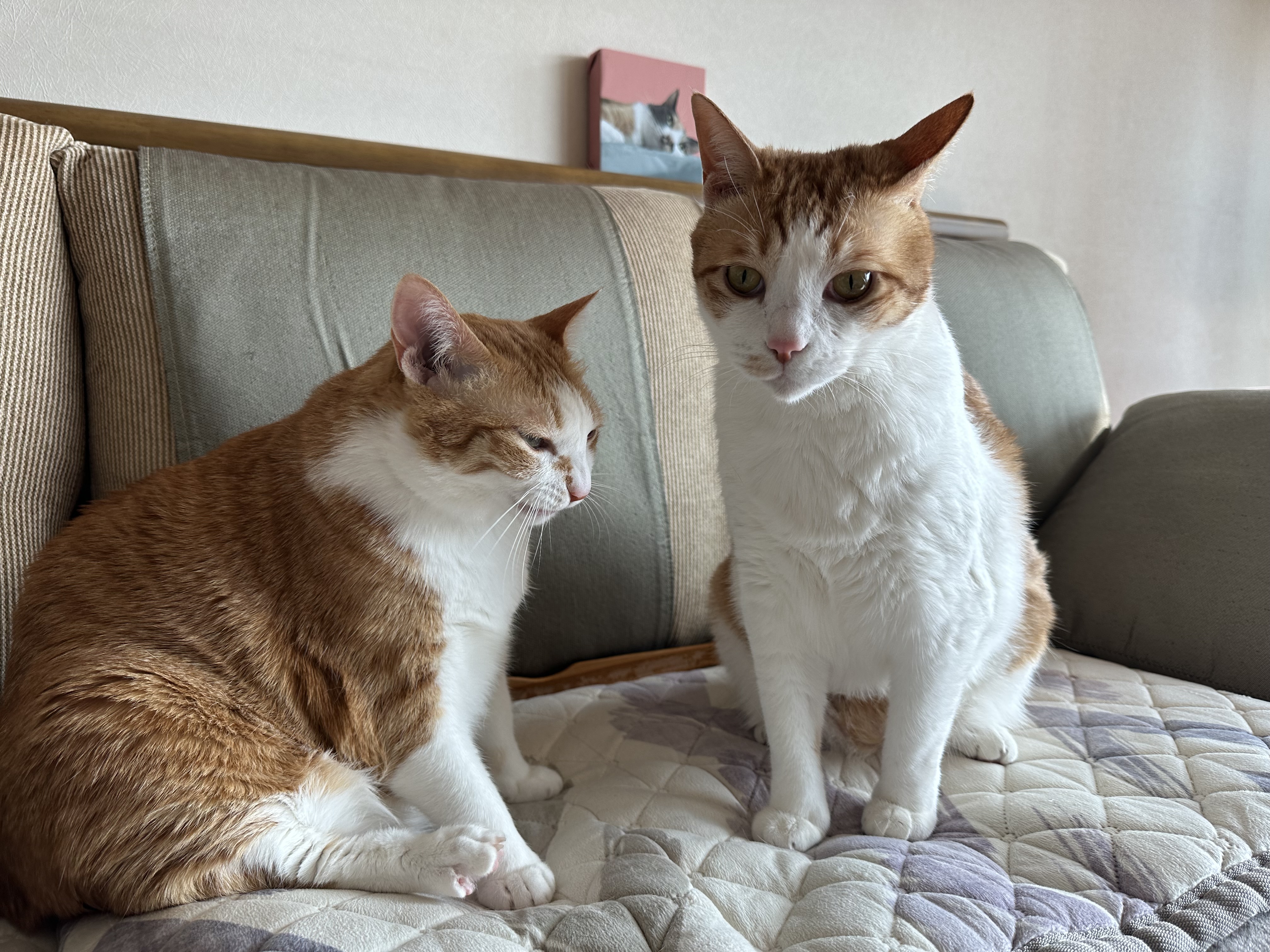 형아랑 놀고 싶어서 머리까지 깨물었지만...(feat.잔뜩 실망한 막둥이)