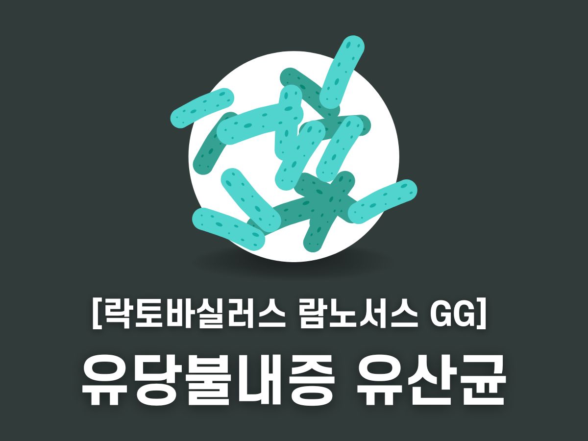 유당불내증 유산균
