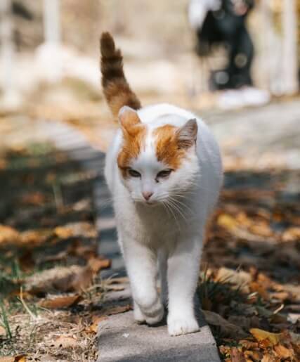 고양이 나이 들면 성격이 변하는 이유