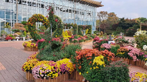 화성_우리꽃식물원_국화전시회