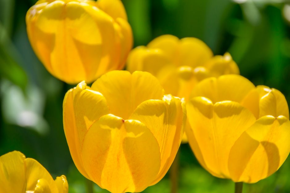 Close-up of vibrant yellow tulips blooming outdoors in sunlight.