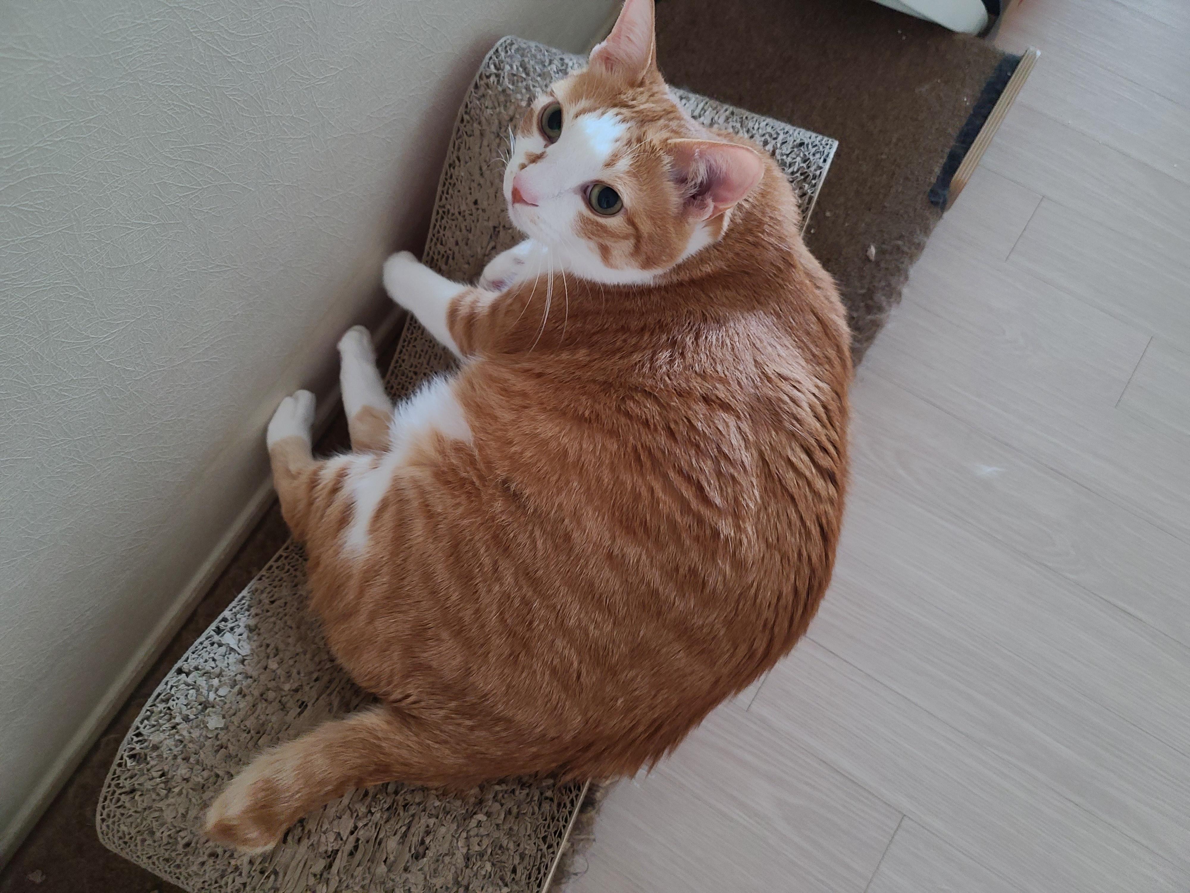 흘러내릴듯 흘러내리지 않는...보는 사람만 불안한 고양이 수면자세.