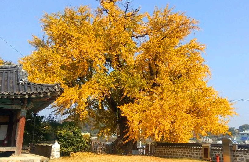 부여 홍산객사 은행나무