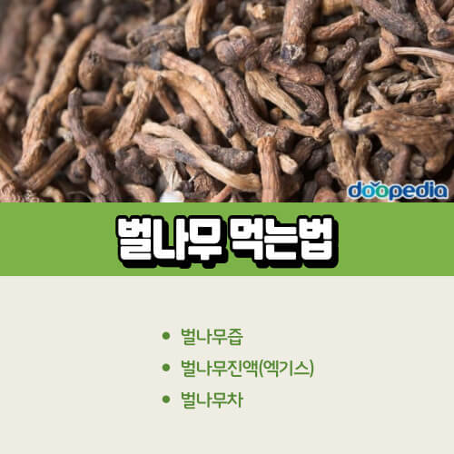 벌나무_먹는법