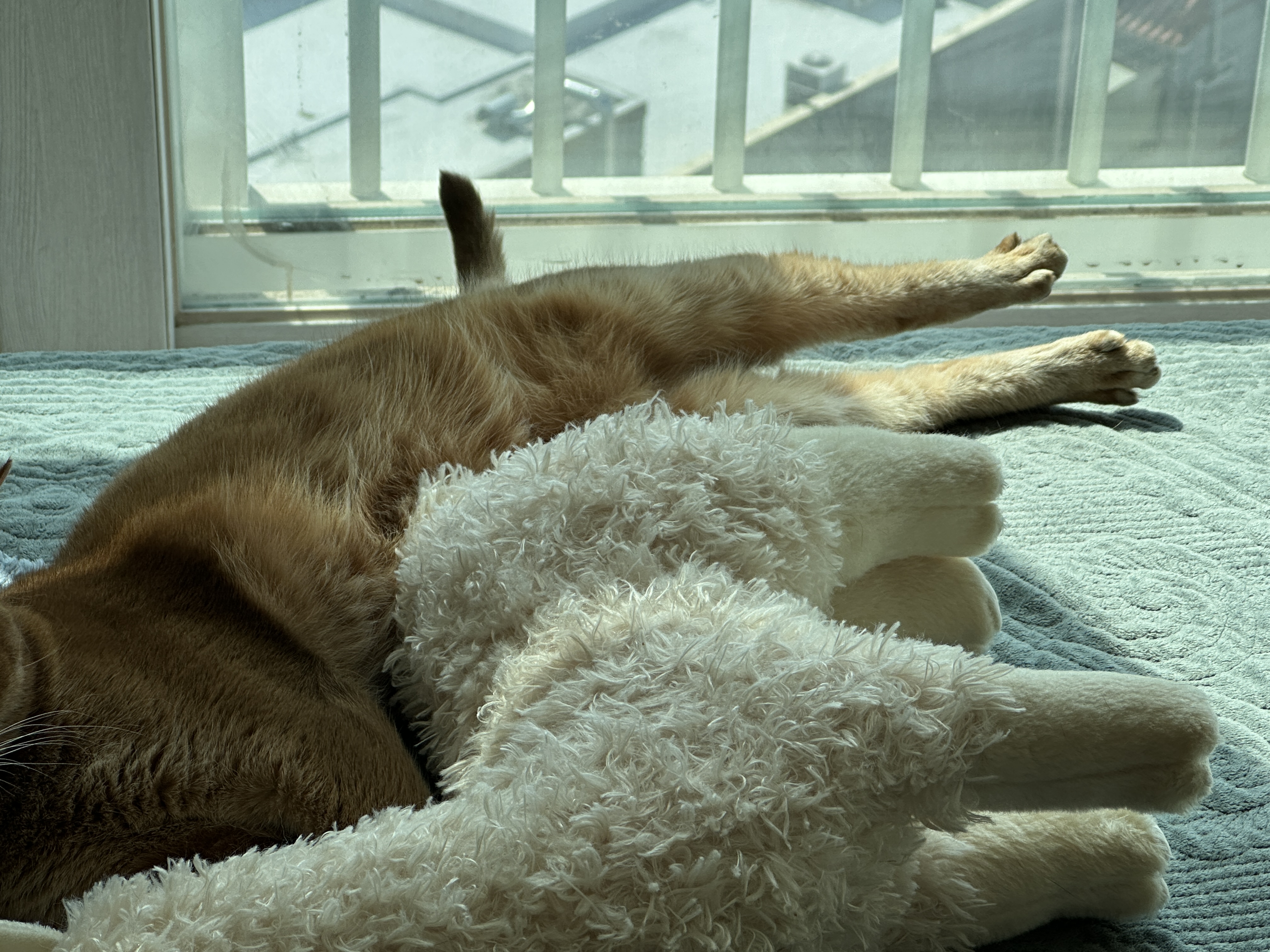 발가락도_라마처럼_주욱_폈다