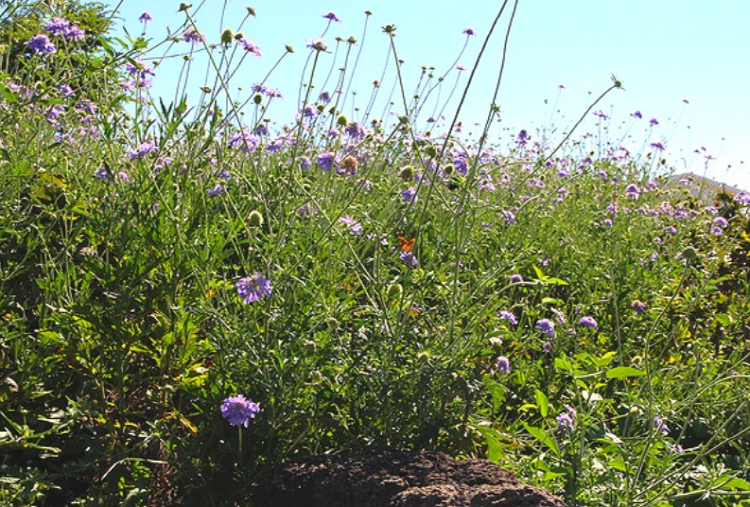 제주 송당동화마을