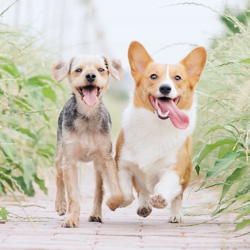 Creating a Happy and Healthy Home Environment for Your Pet