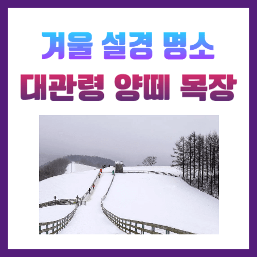 겨울설경명소 대관령 양떼목장