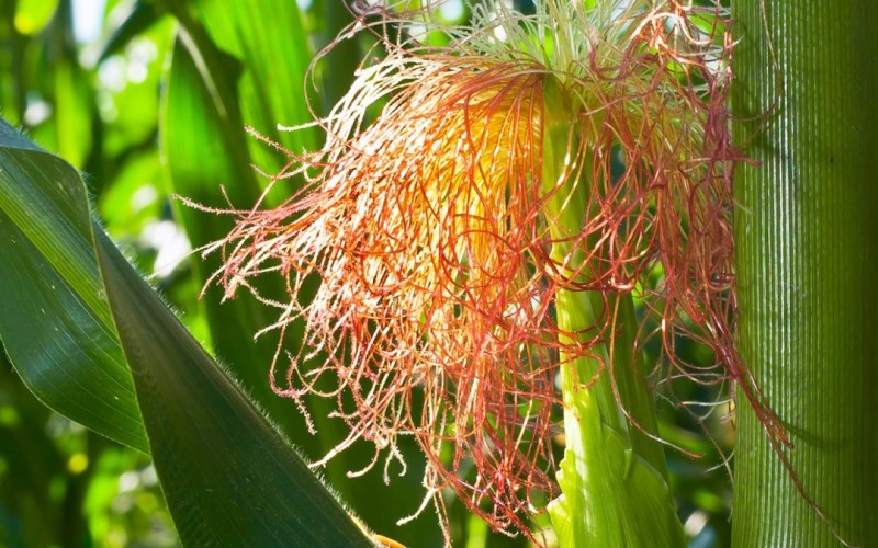 옥수수수염 옥수수수염차 효능 부작용 주의사항