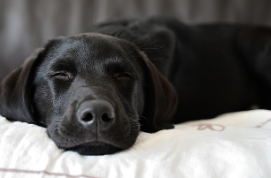 침대 위에서 평화롭게 눈을 감고 자는 검은색 개, 수면 자세를 통해 성격 유형을 탐구하는 사례
