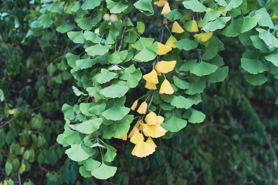 Ginkgo
