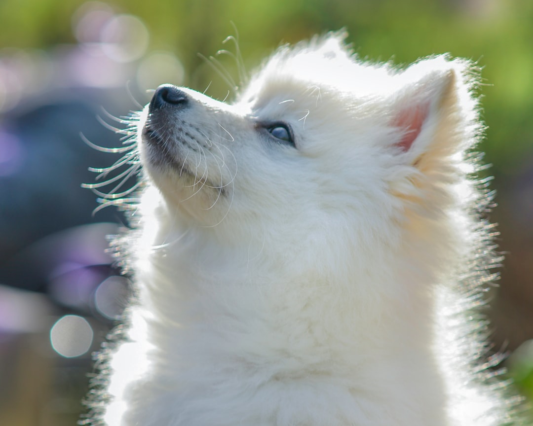 Innocence