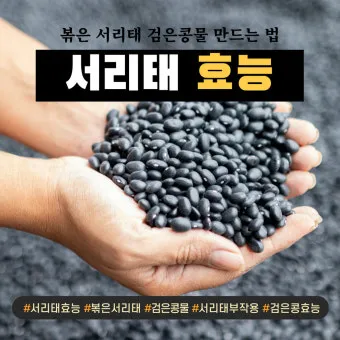 서리태 효능 콩물 만드는방법 수확시기 서리태콩 정보_10