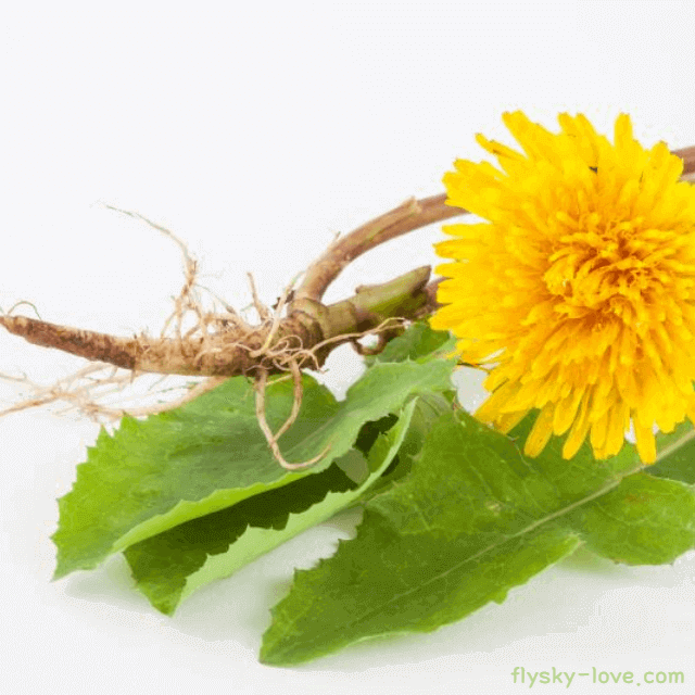 민들레 효능