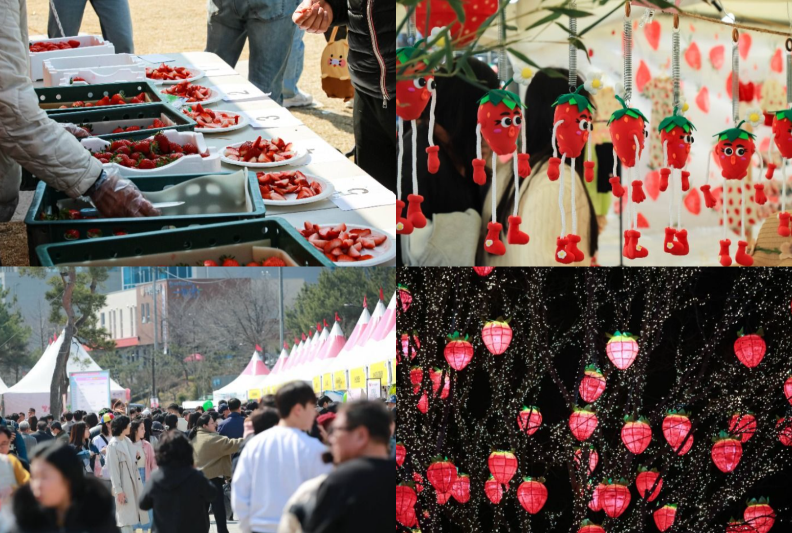 논산 딸기축제 일정