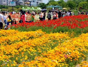 5월 강추 꽃 축제
