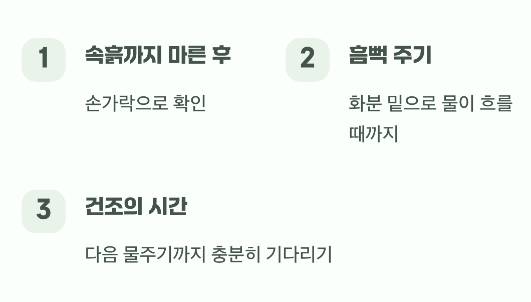 물주기의 핵심, 겉흙이 마르면 흠뻑