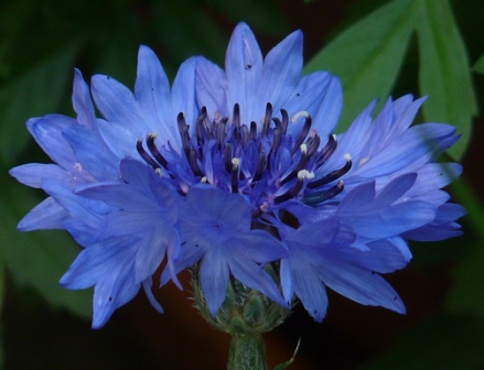 가을에 피는 꽃 수레국화