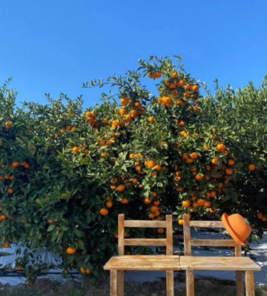 감귤밭 앞에 놓인 두개의 의자와 모자