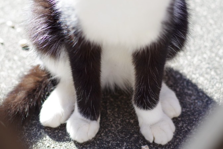 검은 고양이의 발.