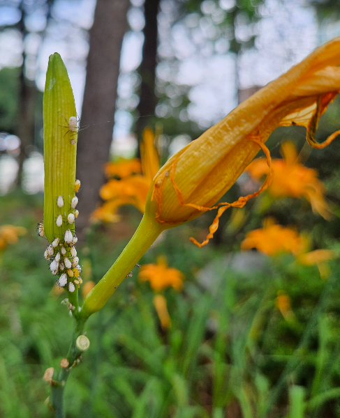 인도볼록진딧물-2