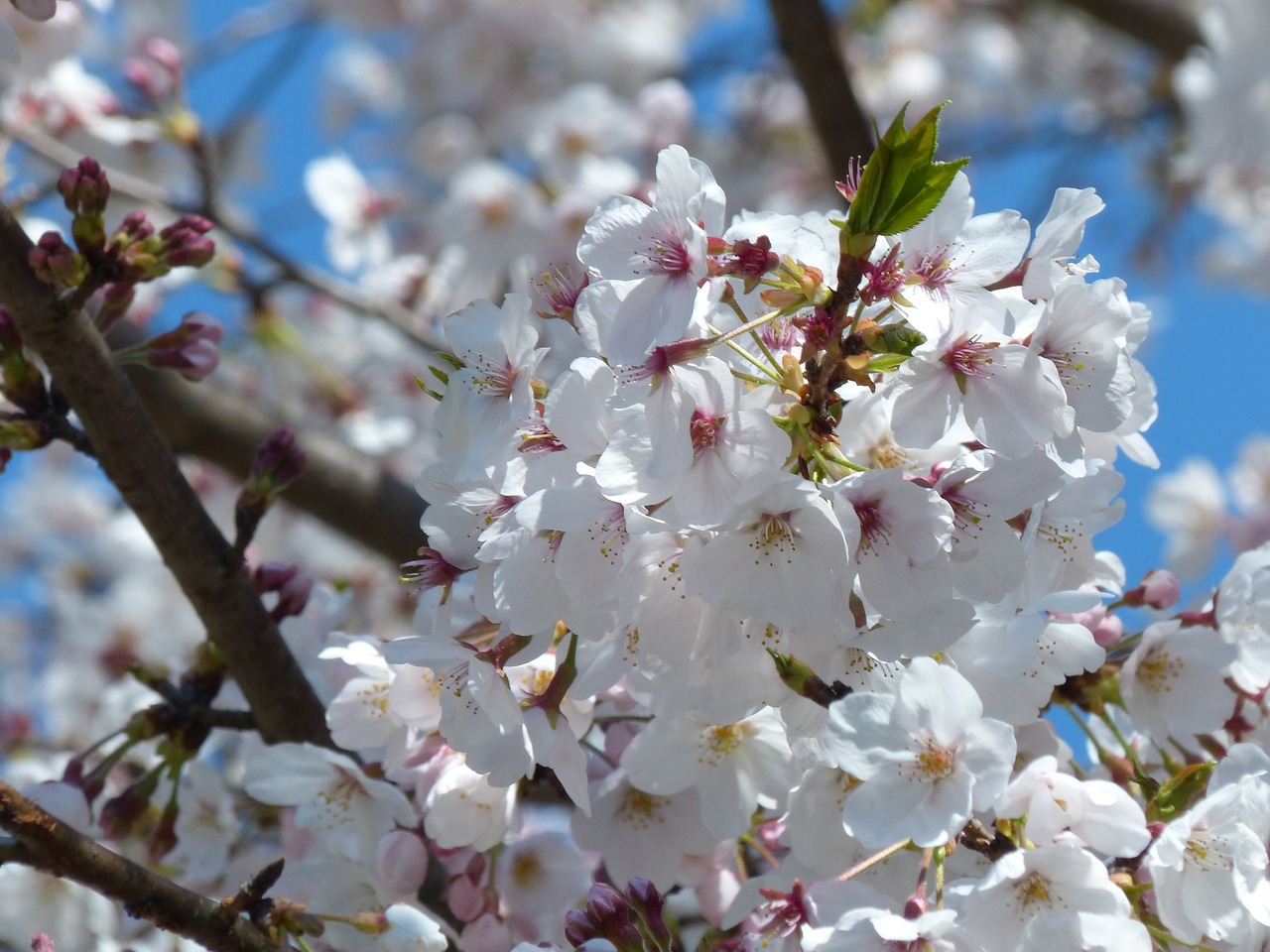 2025 ์์ธ ๋ฒ๊ฝ ๊ฐํ์๊ธฐ ๋ฐ ์ถ์ ์์ ์ ๋ฆฌ