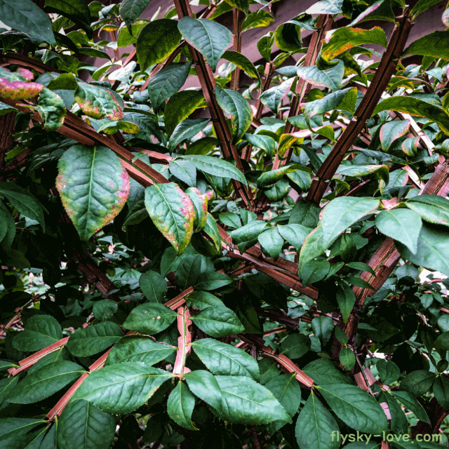 약재로 사용되는 화살나무