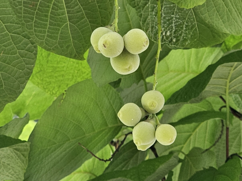 쪽동백나무6