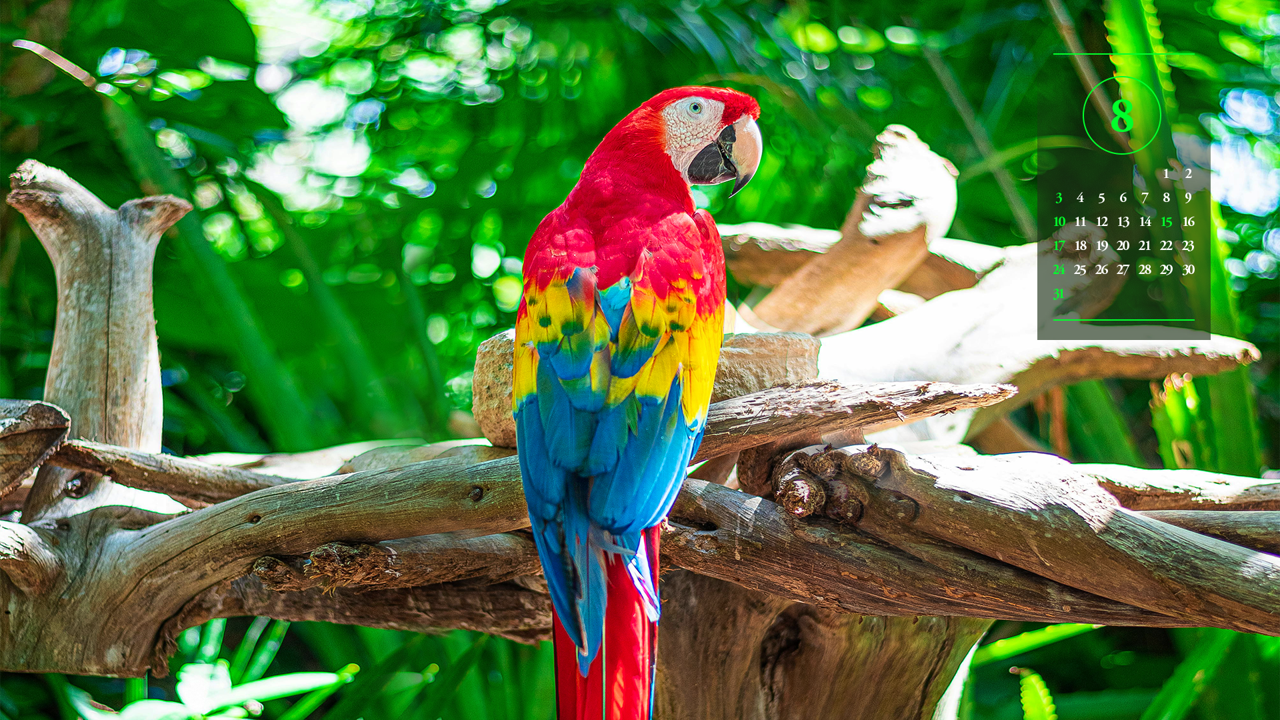 08 스칼렛 마카우 뒷모습 A - 2025년8월 노트북배경화면