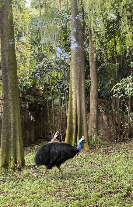 주롱 새 공원 Jurong Bird Park