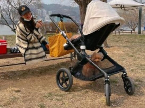 최지우 유모차 부가부 폭스