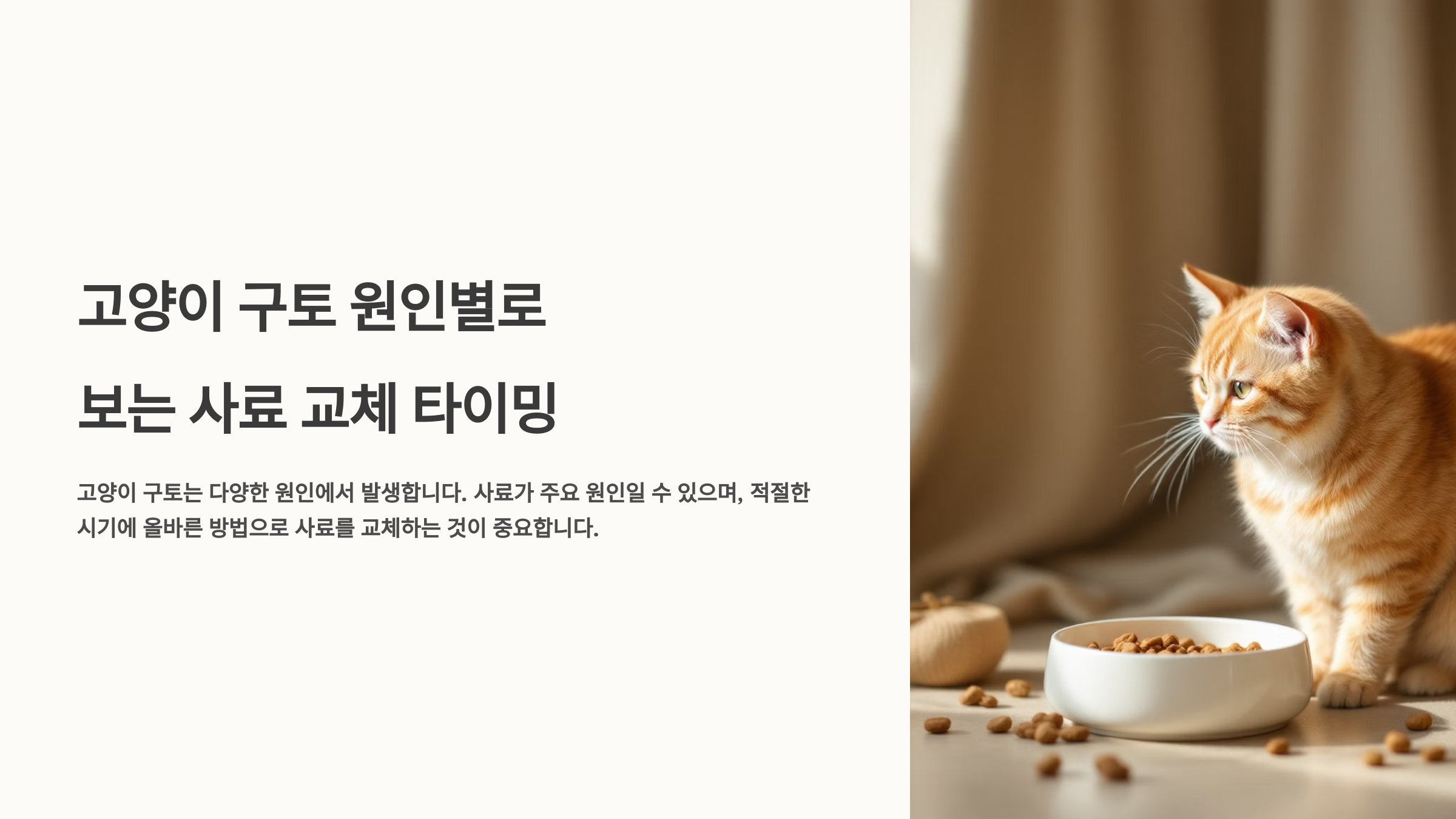 고양이 구토 원인별로 보는 사료 교체 타이밍