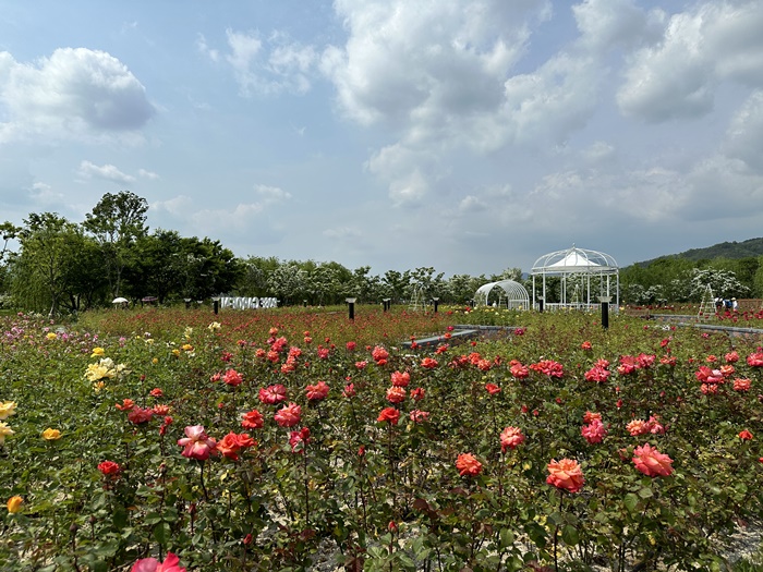 거창-창포원-5월-봄-가볼만한곳-장미