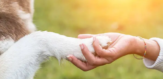 강아지 앞발 행동