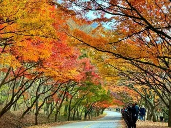 내장산 단풍 명소 단풍시기 산책로 사진스팟 한눈에_8