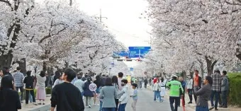 2025년 벚꽃축제 일정 시기 명소_6