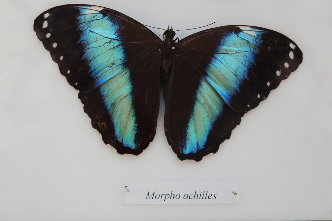 나비 (butterfly)