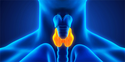 갑상선을 표시한 의학 일러스트