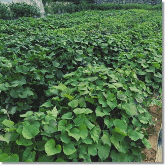 고구마 잎의 효능 및 영양성분