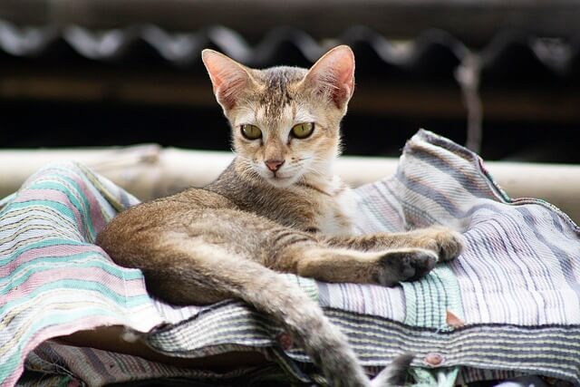 고양이 모래 선택법: 신생아에게 안전한 제품은? &ndash; 직접 비교해본 최적의 선택