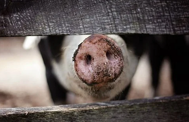 울타리-사이로-보이는-돼지코