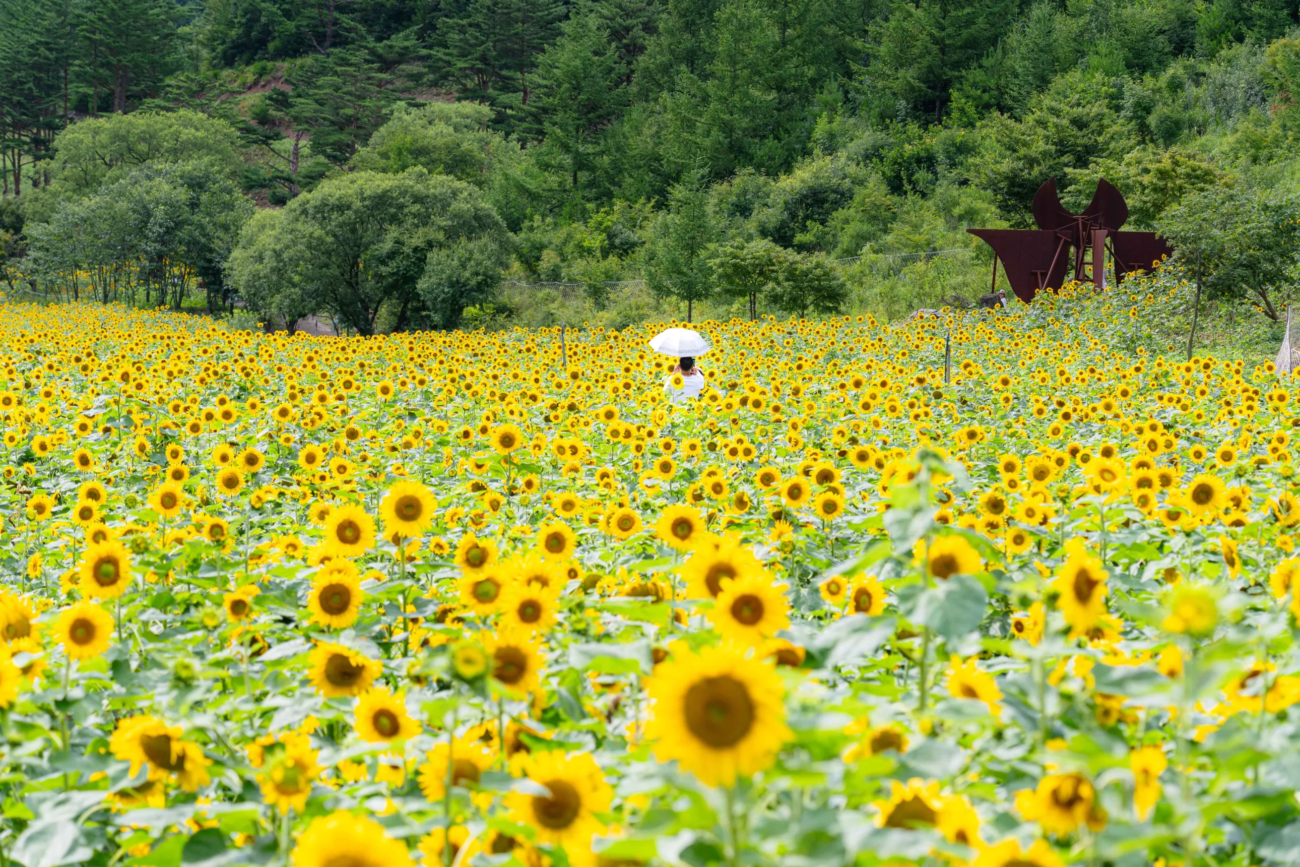 태백 가볼만한 곳