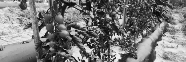 방울토마토 키우기, 방울토마토 키우는법: 아래쪽 잎 자주 제거