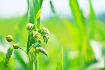 율무 효능 및 영양성분, 부작용