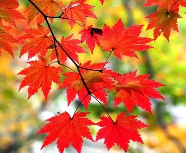 가을에 피는 꽃 단풍나무