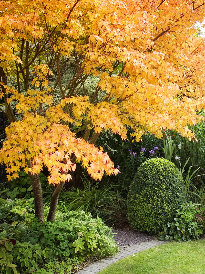 산호껍질단풍(Acer palmatum Sango Kaku)