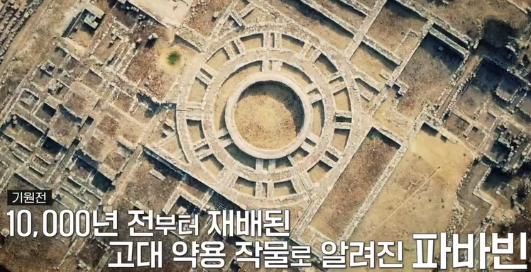 파바빈이란