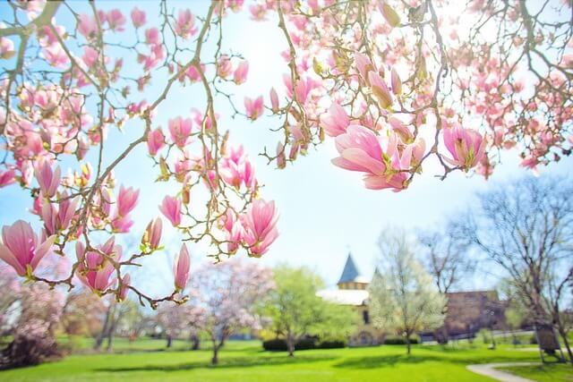 광양매화축제 개화상황