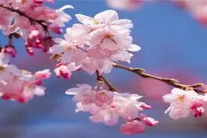벚꽃